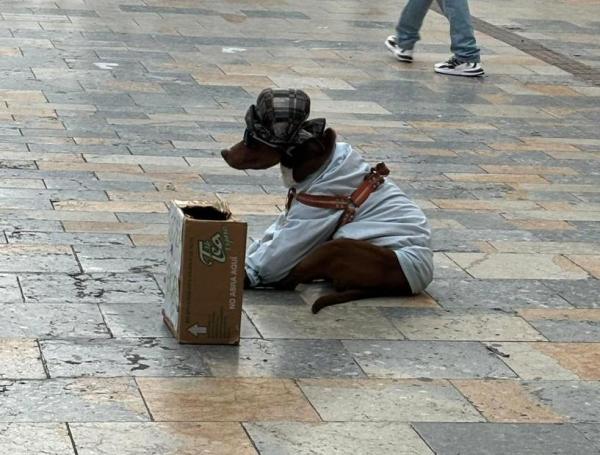 ruben_prz's tweet photo. Bogotá va a prohibir estas prácticas 👏

La ciudad acabará con la explotación comercial y turística de animales, un conjunto de prácticas crueles que han llegado a detectar perros drogados, por ejemplo.

📰 https://t.co/TDzZVGE2cD https://t.co/w9zVhEdz42