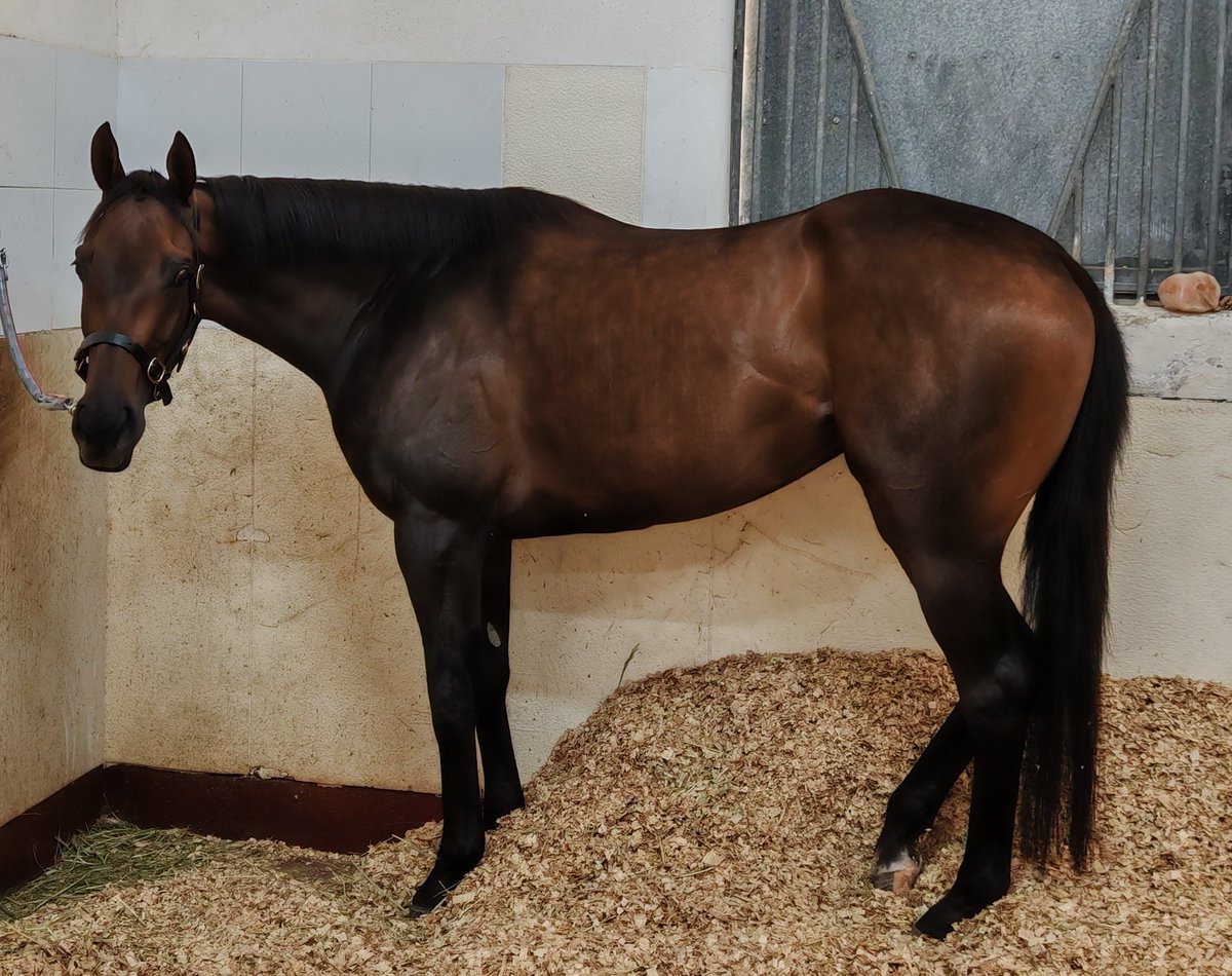 SuleimanAltaf's tweet photo. Devassa looking amazing as she continues her preparation for the UAE Oaks. Invited already for the Saudi Derby but that might be a pass.

#UAERacing #DubaiCarnival | @osafweboficial