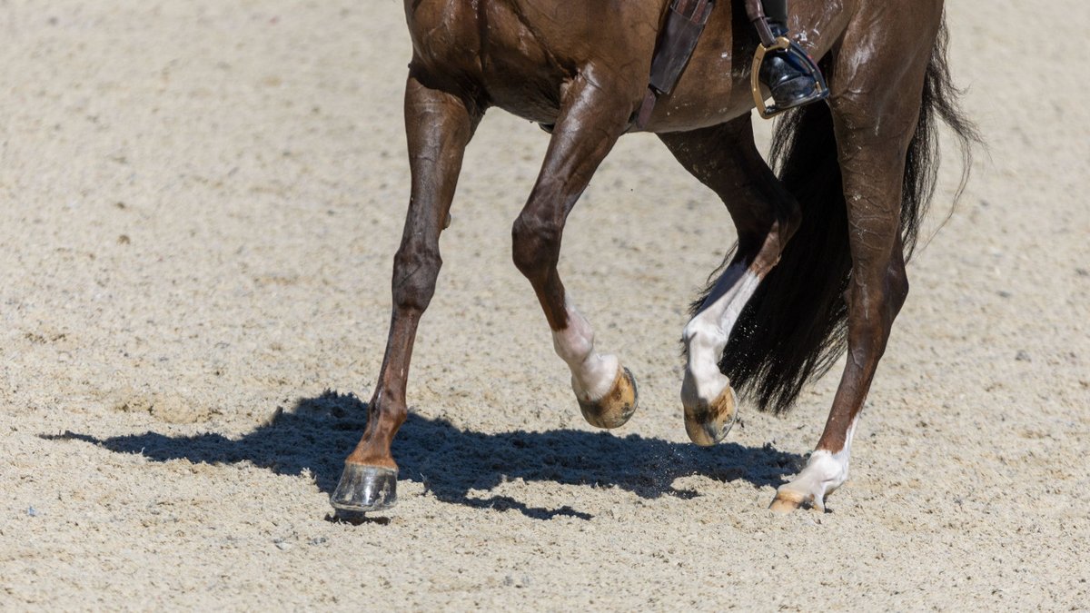 Bitless dressage allowed and nosebands and double bridles optional in new Danish rules trib.al/S4AQywy