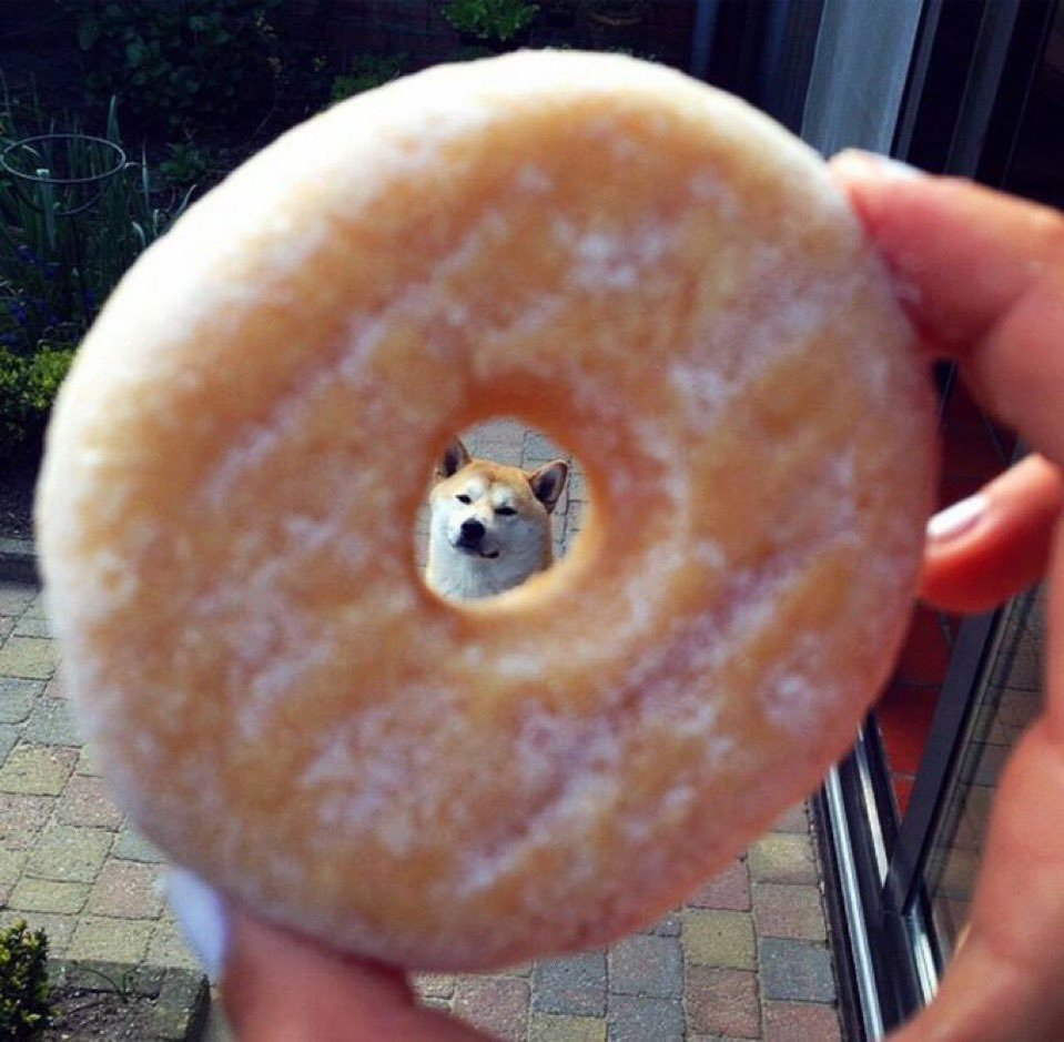 $Ⓓ that's what it's all about really. Just a dog behind a donut 🐶🍩