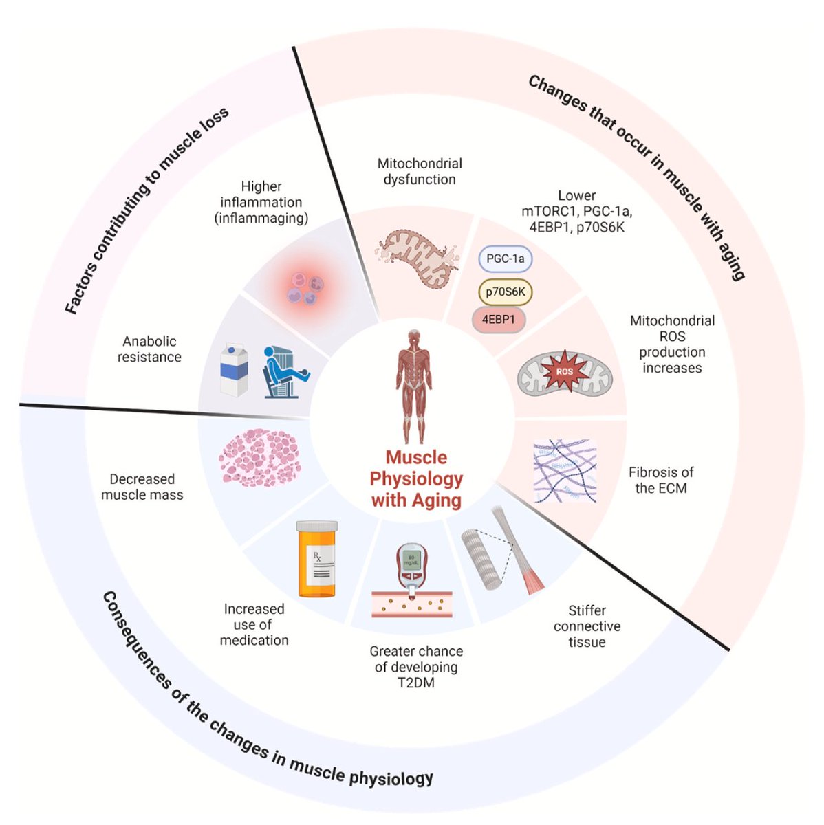 From molecular to physical function: The aging trajectory 🏋🏼‍♂️

💪🏽 Resistance exercise is a potent stimulator of MPS leading to muscle hypertrophy and strength.

🔗sciencedirect.com/science/articl…