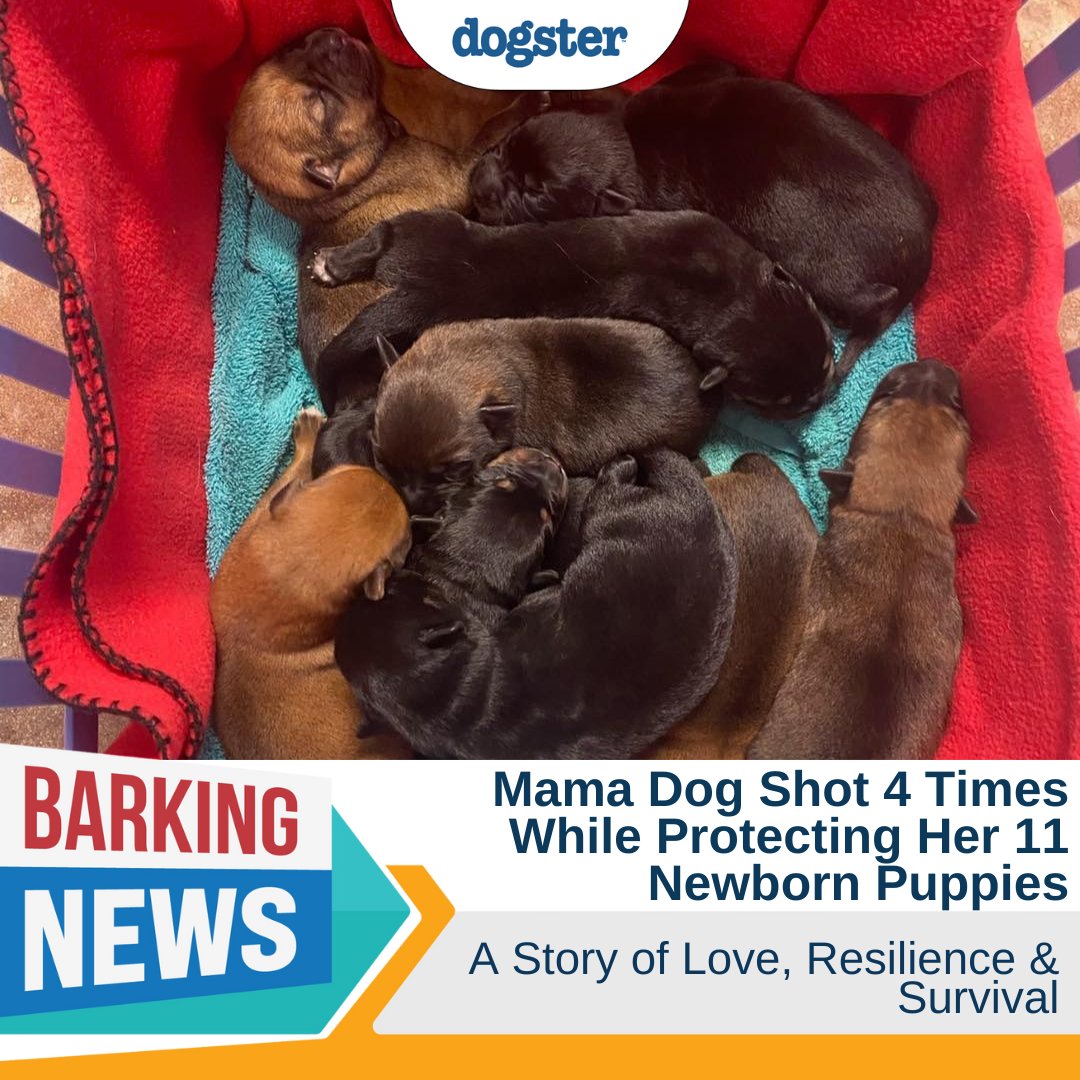A brave mama German Shepherd was shot while protecting her newborn puppies. 

 ‼️Streetdog Foundation is actively seeking a foster home for Epiphany and her puppies and is also looking for forever homes for all the dogs.

Read more here:
dogster.com/barking-news/m…