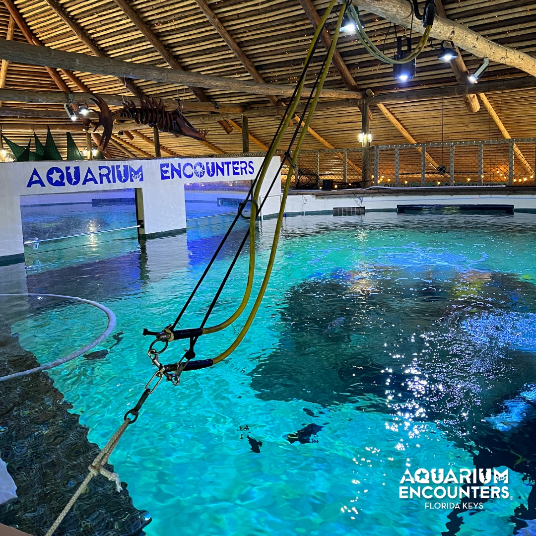 FLKeysAE's tweet image. Come view Aquarium Encounters' vast selection of marine animals today.