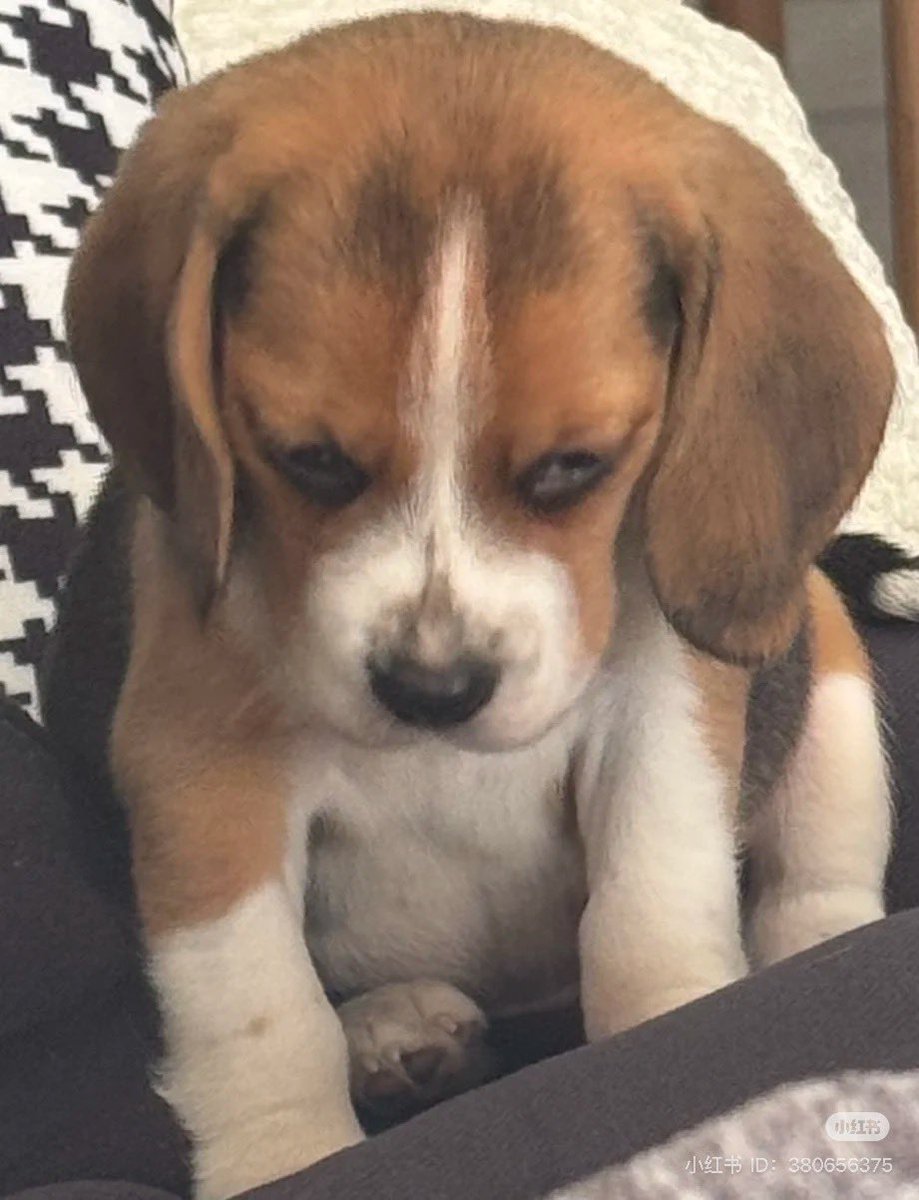 twaniimals's tweet photo. https://t.co/DxQnR00k2I