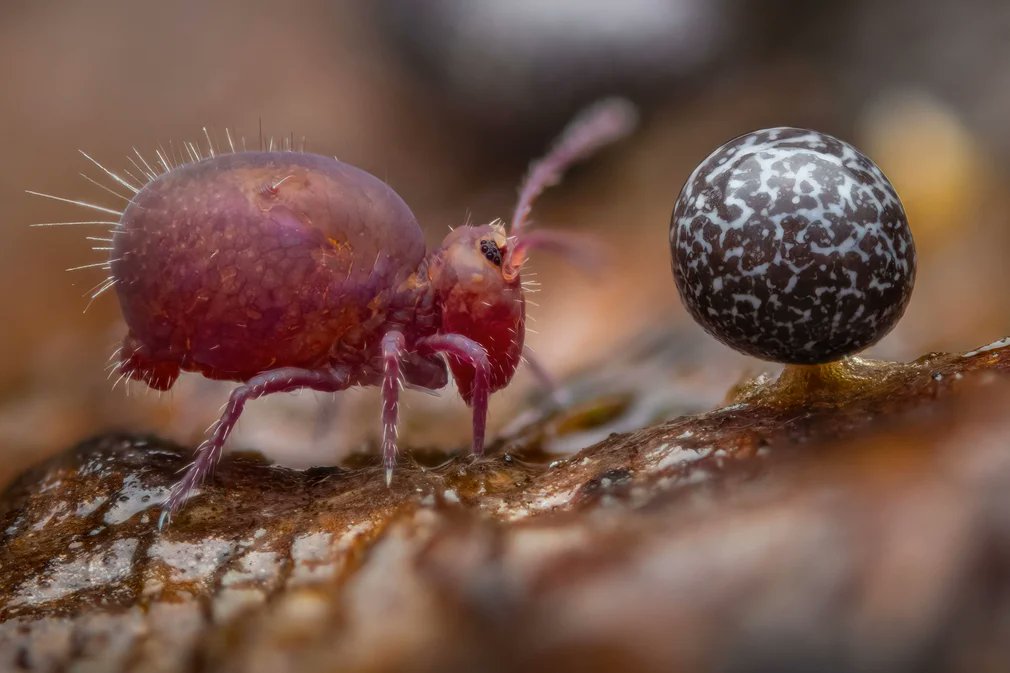 alberto_orgiazzi (@lultimoalbero) on Twitter photo Great to see soil life winning a <a href="/NHM_London/">Natural History Museum</a> category of 2024 Wildlife Photographer of the Year📸
nhm.ac.uk/wpy/gallery/20…
Even greater reading the category name: "Young Wildlife Photographer of the Year" - Well done Alexis!
New generations, soil biodiversity is in your hands🤎 Great to see soil life winning a <a href="/NHM_London/">Natural History Museum</a> category of 2024 Wildlife Photographer of the Year📸
nhm.ac.uk/wpy/gallery/20…
Even greater reading the category name: "Young Wildlife Photographer of the Year" - Well done Alexis!
New generations, soil biodiversity is in your hands🤎