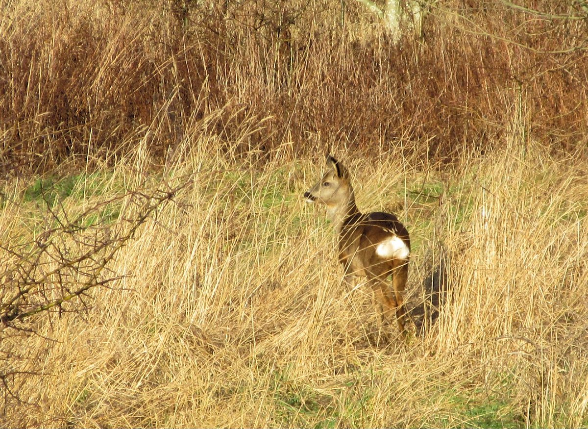 DaveSonic's tweet photo. Very sunny walk along the River Tees this am. Spotted Red Crested Pochard and Roe Deer but also came across a Fox in a mexican stand-off with a Roe Deer plus a Weasel hunting along the riverbank (unfortunately no pics). @teesbirds1 @teeswildlife https://t.co/eaEuv60Qcp