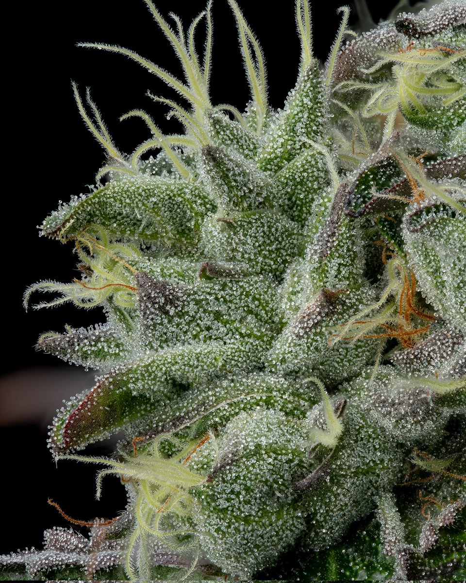 TheCuratorCoME's tweet photo. Grape Gas

Cultivated by Curated Cannabis

Bred by Chris Lynch (while with Compound Genetics)

I figured that you guys might like to see what she looked like before cut and trim.

Enjoy! https://t.co/7OW3HFhepz
