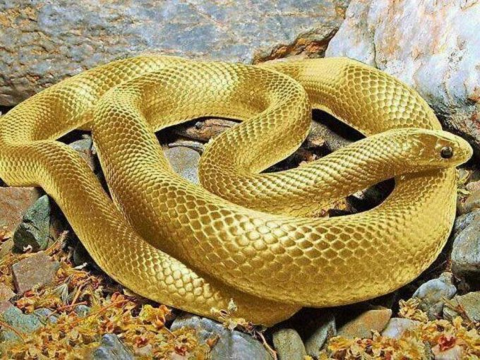 MentalidadFeroz's tweet photo. La Mortal y Fascinante Belleza de la Naturaleza... 💀

Un hilo que te dejará sin palabras (no apto para sensibles):

1. La serpiente dorada, habitante exclusiva de la "Isla de las Serpientes" en Brasil. Su veneno, tan potente, puede literalmente descomponer la carne humana. Una mordedura... casi siempre letal.