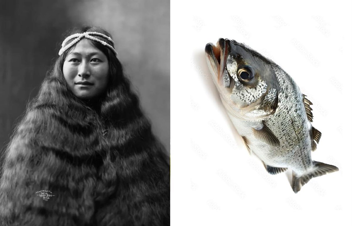 laxerra's tweet image. Inuit women traditionally used #urine as shampoo for shine and scalp health, a practice noted since at least the 19th century, while elders enjoyed "#stinkfish," fermented fish buried in seal bags, considered a delicacy with origins in traditional food preservation  methods.