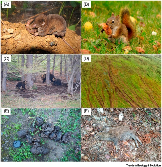 Online now: The underappreciated roles of aboveground vertebrates on belowground communities dlvr.it/THMyQk