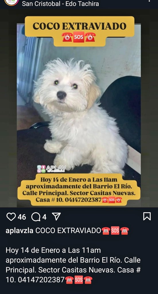 Se busca a Coco RP <a href="/Mary_Jar/">🟣Mary X 🐕🐈</a>: URGENTE! Mi gente de San Cristóbal/ Táchira. 
Buscamos a Coco. 
Por favor, si lo ven... Se agradece resguardo.