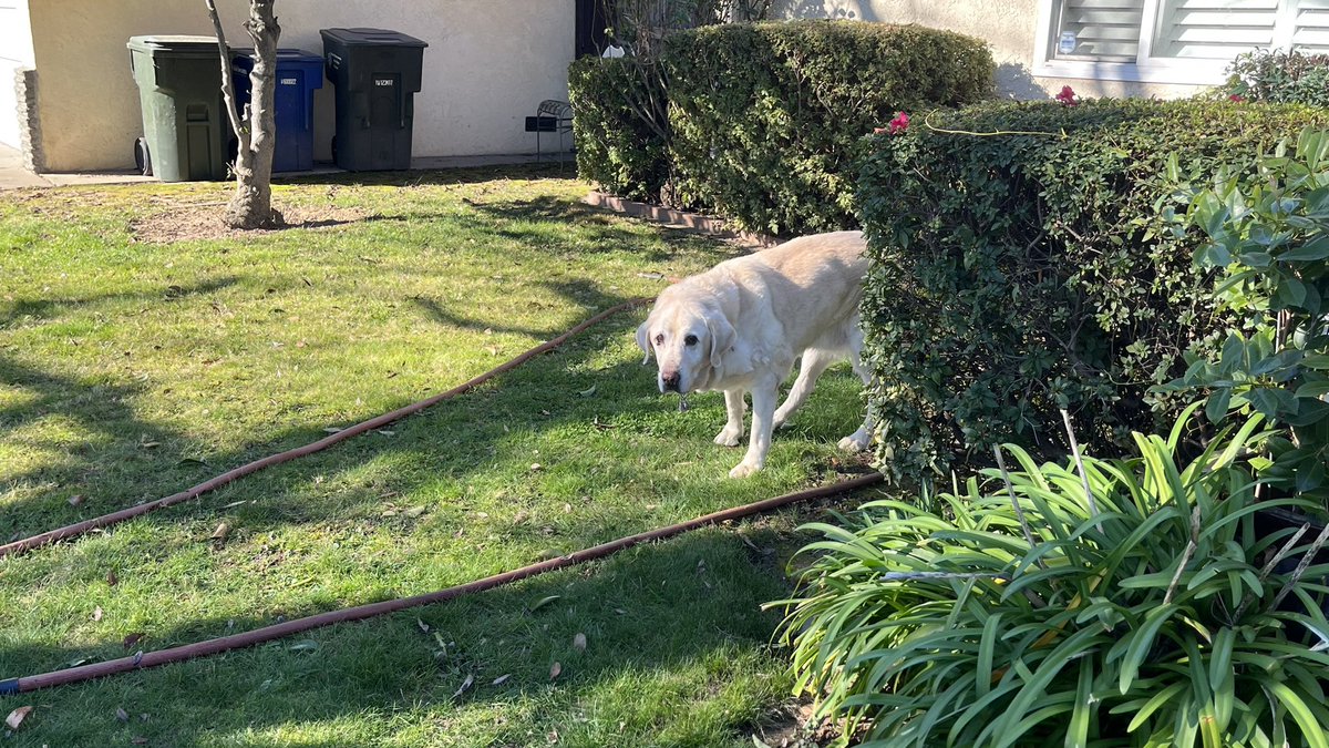 kookMSM's tweet photo. My old Man Luke !!! Moving slow still enjoying the Sun!!
#bigboyluke https://t.co/miieqdgBzB