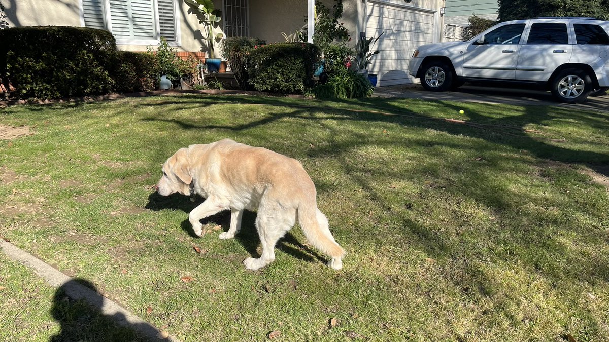 kookMSM's tweet photo. My old Man Luke !!! Moving slow still enjoying the Sun!!
#bigboyluke https://t.co/miieqdgBzB