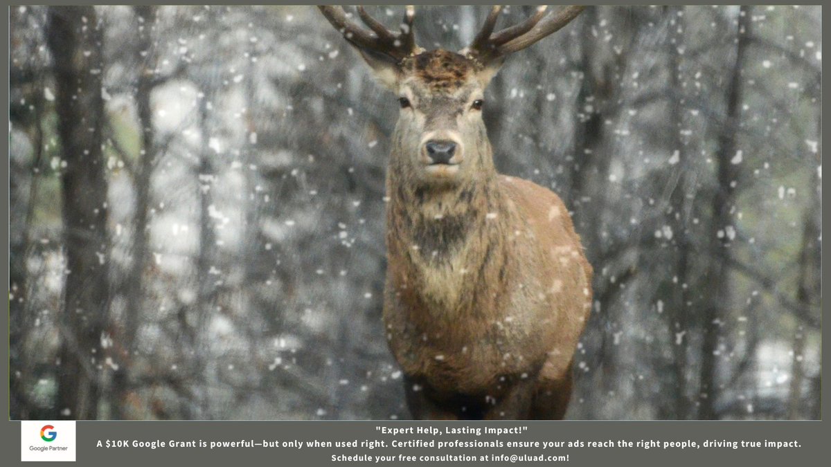 UluadM's tweet image. &quot;Expert Help, Lasting Impact!&quot;
A $10K Google Grant is powerful—but only when used right. Certified professionals ensure your ads reach the right people, driving true impact.
Schedule your free consultation at info@uluad.com!
#ExpertHelp
#GoogleAdsense
#DigitalMarketing