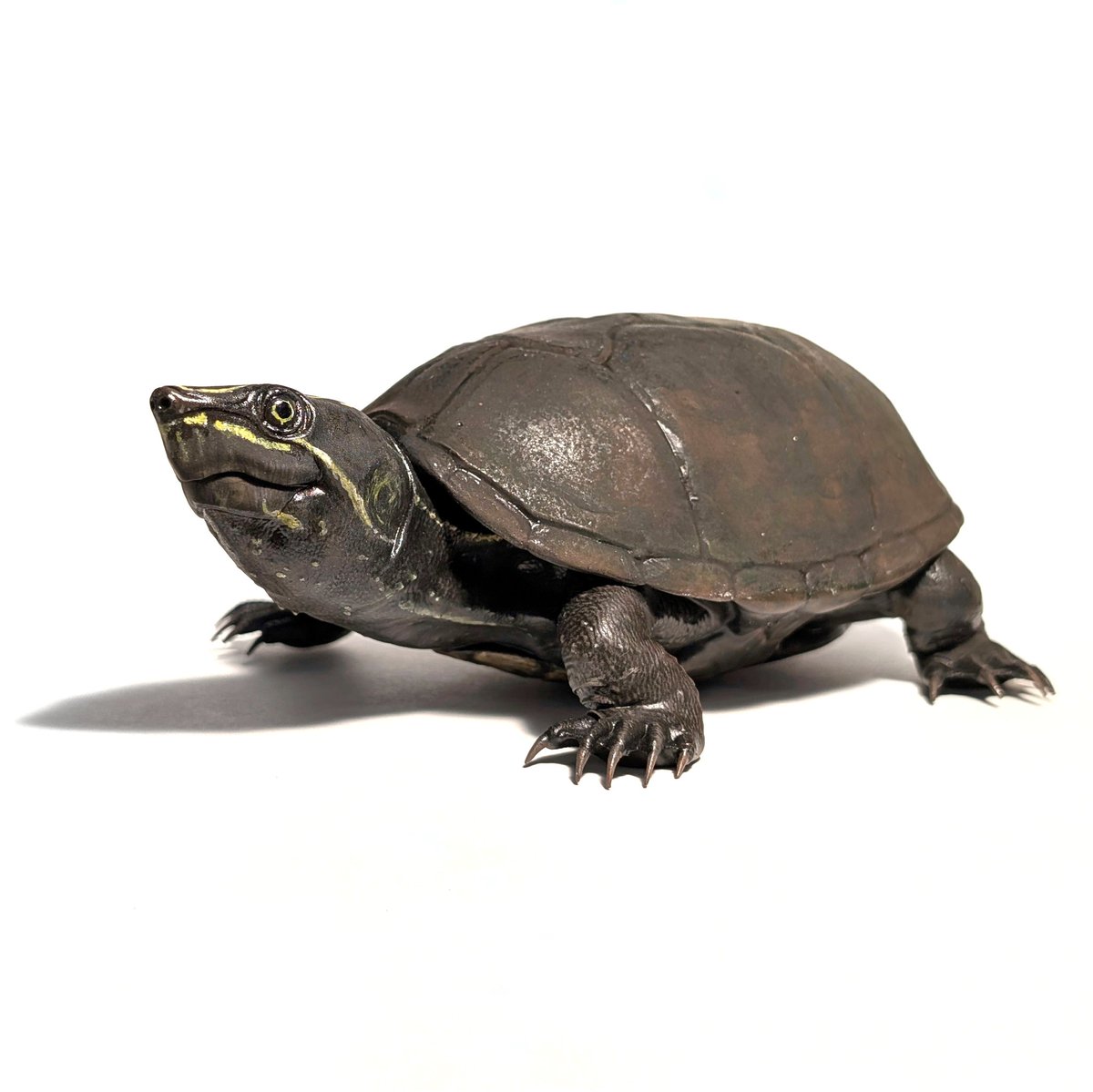🐢