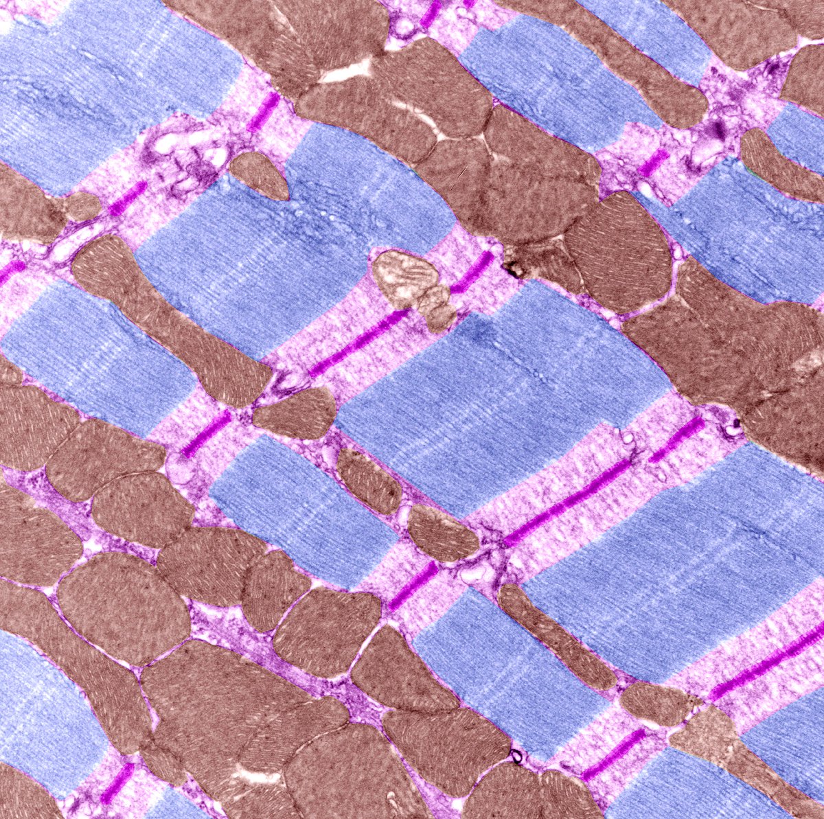 Sarcomeres and mitochondria in a cardiac myocyte (heart muscle cell) in the ventricle of a mouse heart photographed through an electron microscope. #CellBiology