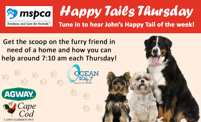 Tune in every Thursday morning to hear John’s happy tail of the week from the MSPCA Cape Cod! Listen for the scoop on the furry friend in need of a place to call home 
ocean1047.com/introducing-ha…