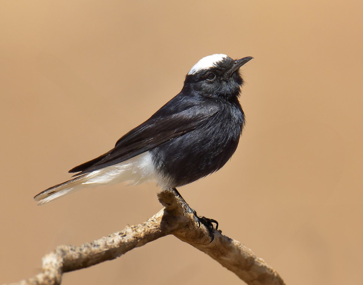 Dennis Morrison (@denmor77) on Twitter photo Re-edited some shots from my trip to Israel in 2019 with <a href="/philjo61/">Phil Jones</a> & <a href="/stirrat_andrew/">Andrew Stirrat</a> and quite happy with the results. Black Bush Robin was the most sought after + Blackstart, Ruppell's Warbler & White-crowned Black Wheatear. Re-edited some shots from my trip to Israel in 2019 with <a href="/philjo61/">Phil Jones</a> & <a href="/stirrat_andrew/">Andrew Stirrat</a> and quite happy with the results. Black Bush Robin was the most sought after + Blackstart, Ruppell's Warbler & White-crowned Black Wheatear.
