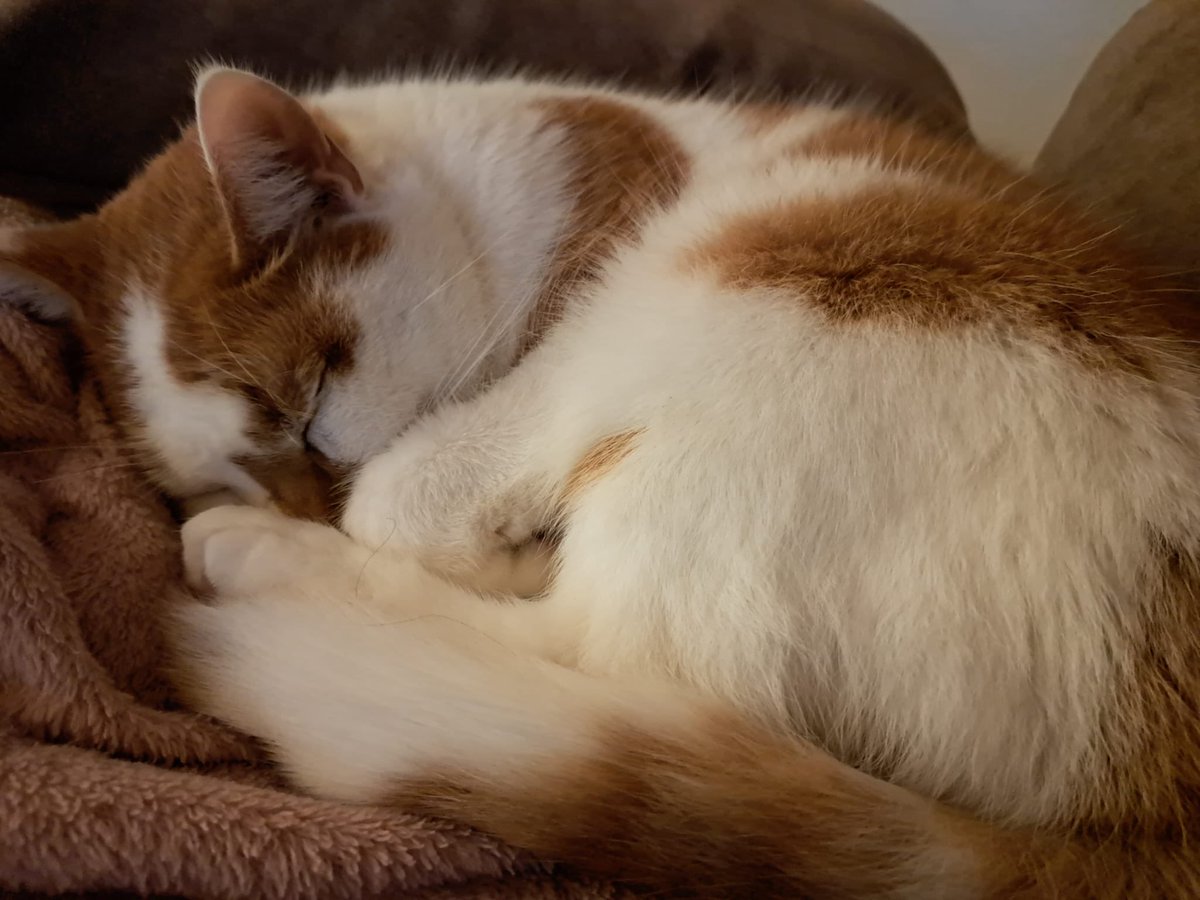 Toby the Cat (@hbo31837745) on Twitter photo 