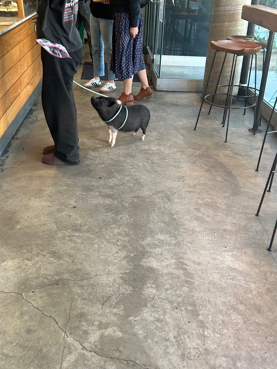 Jocelyn Silver tweet media