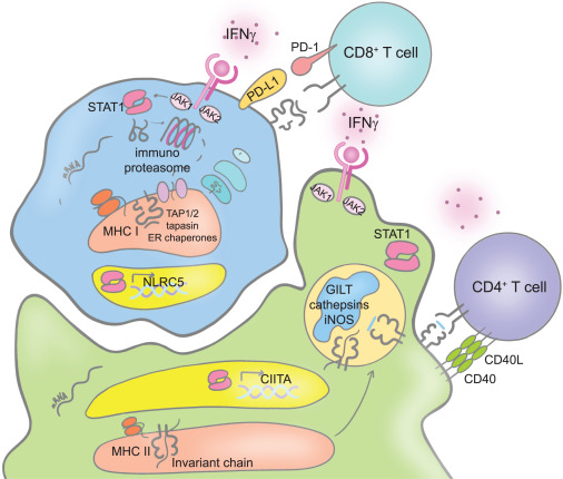 Cancer_Cell's tweet photo. Cytokines in cancer https://t.co/M67vwIR62c https://t.co/pwBde7FbYp