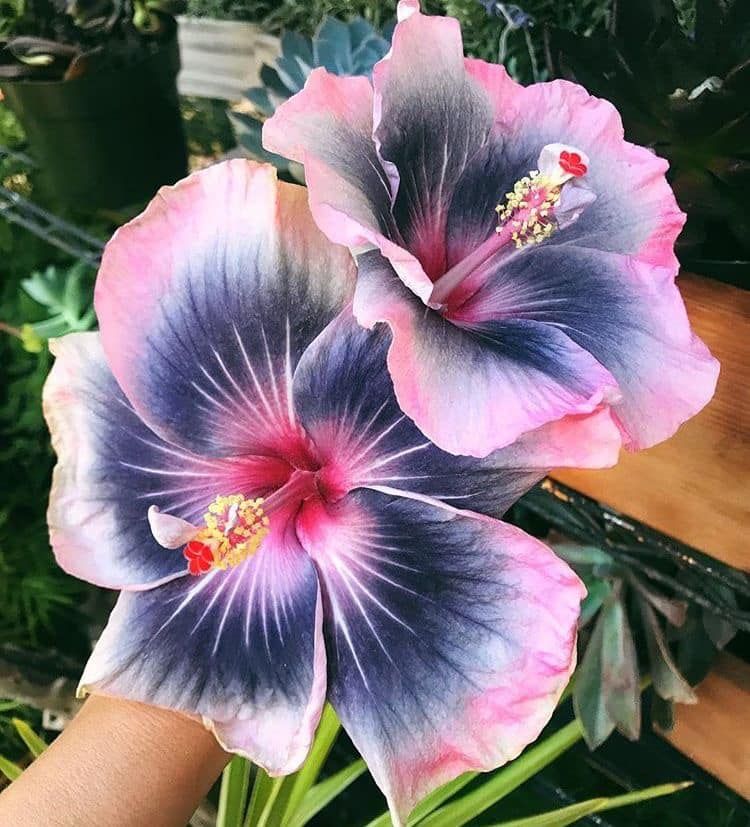 dearlybeloves's tweet image. hibiscus