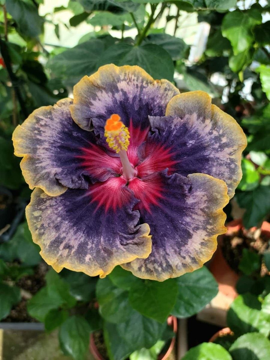 dearlybeloves's tweet image. hibiscus