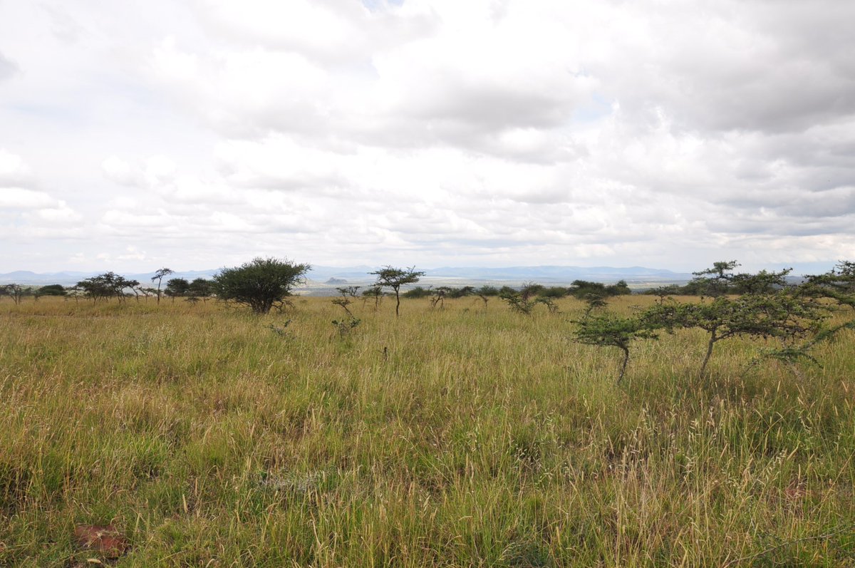 ForestGEO's tweet photo. Call for proposals for the 2025 ForestGEO Analytical Workshop now open 🚨 Join us in Nanyuki, Kenya this July to learn from forest science mentors and work towards completing a research project 🌿Get all the details and apply by 2/18 here: https://t.co/HGaf7s6g5J https://t.co/1tvKo5UZDJ