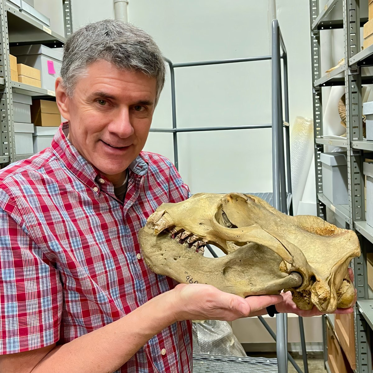 WitmerLab (@witmerlab) on Twitter photo For #MuseumSelfieDay, here's one in the marine mammal collections at the <a href="/CarnegieMNH/">Carnegie Museum of Natural History</a> with a big ol' male Stellar sea lion (CM 960). This was back on June 2024, when I was doing some collections reconnaissance for <a href="/OHIOHonors/">OHIO Honors Program</a> undergrad Grace Vance while she was overseas. 🦭 For #MuseumSelfieDay, here's one in the marine mammal collections at the <a href="/CarnegieMNH/">Carnegie Museum of Natural History</a> with a big ol' male Stellar sea lion (CM 960). This was back on June 2024, when I was doing some collections reconnaissance for <a href="/OHIOHonors/">OHIO Honors Program</a> undergrad Grace Vance while she was overseas. 🦭
