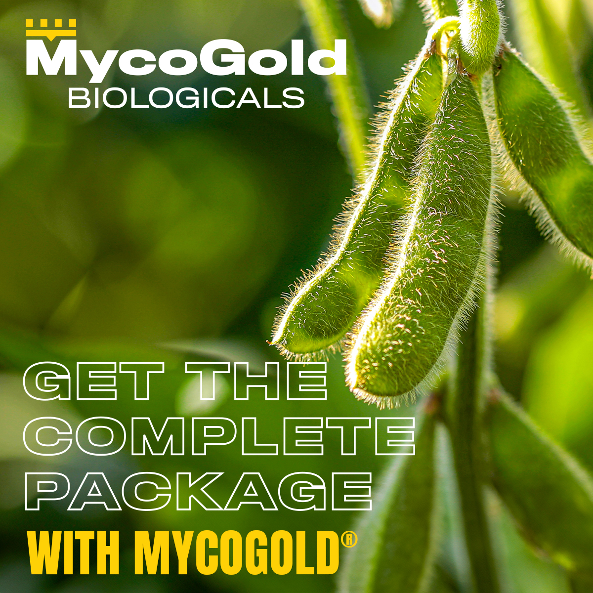 MycoGold's tweet photo. Thinking about biologicals? MycoGold® is the COMPLETE PACKAGE: biostimulant, biofertilizer &amp; biopesticide in one! Packed with aminos, humates, fungi &amp; Defender+ for post-emergence, it feeds &amp; protects your crops. Try this unique 3-in-1 solution for better yields! 🌾 https://t.co/c29LwFOKEO