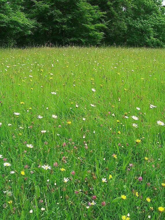artindetails's tweet photo. peaceful nature https://t.co/jFzDmbocFT