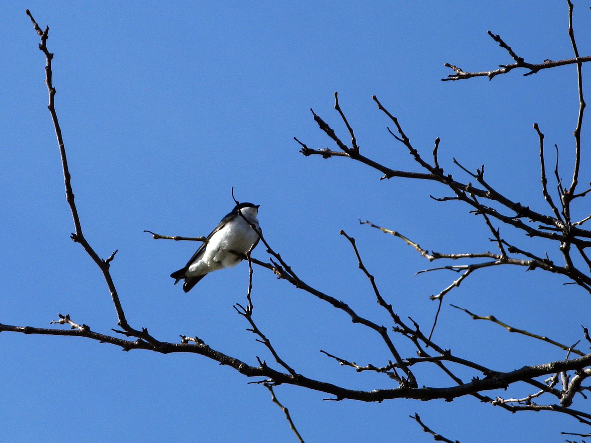 StaryKamien's tweet image. #WaitingForSpring
Tree Swallow
(Tachycineta bicolor)