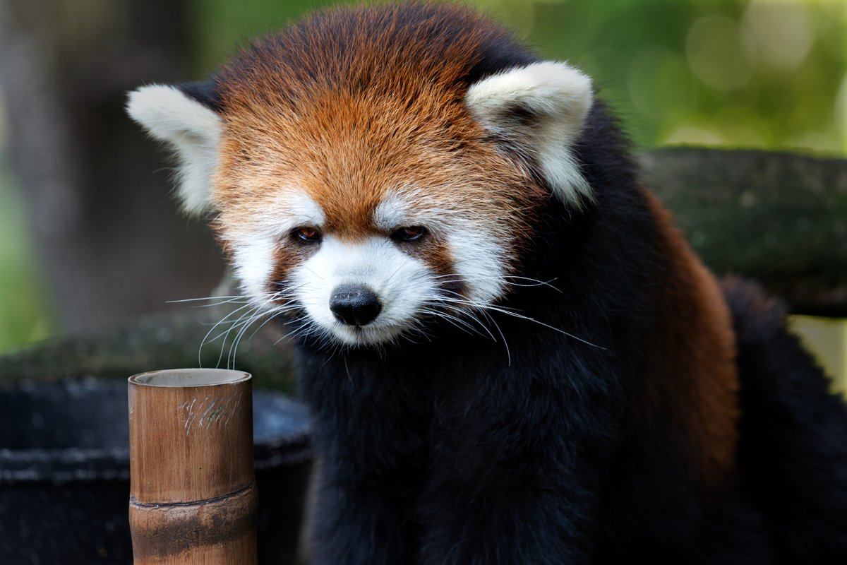 RealmOfAnimals's tweet photo. Meet the adorable red panda, the ultimate tree-hugger of the Himalayas! 🐾🍁 Did you know these cuties use their bushy tails for both balance and warmth while dreaming in the treetops? 🌲✨ #RedPanda #CutenessAlert https://t.co/BXdBiZZmEh