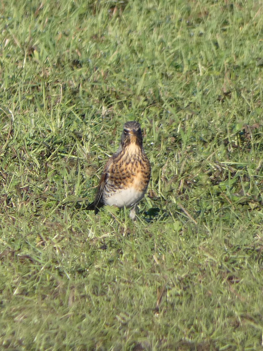 johnjayf's tweet image. First fieldfare seen this year at Neston Quay. Plus lots and lots of redwings everywhere on Wirral fields at the weekend. @CAWOSBirding