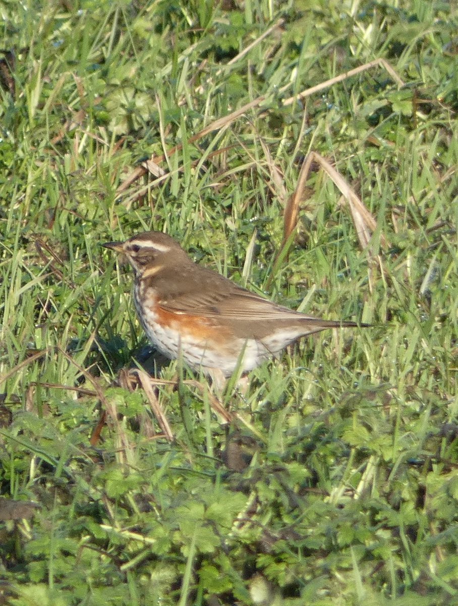 johnjayf's tweet image. First fieldfare seen this year at Neston Quay. Plus lots and lots of redwings everywhere on Wirral fields at the weekend. @CAWOSBirding