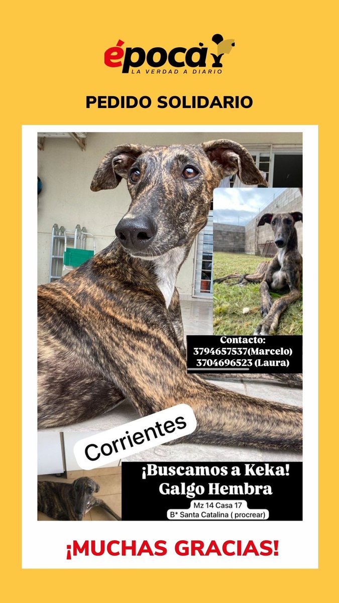 diarioepoca's tweet photo. ⚠️⚠️⚠️ ATENCIÓN ⚠️⚠️⚠️

🥹 Pedido solidario

🐶 Buscan a Keka, una galgo hembra que se perdió en el barrio Santa Catalina. Si la ven, pueden comunicarse al 3794 657537 (Marcelo) o al 3794 696523. https://t.co/ITzazyc0Iw
