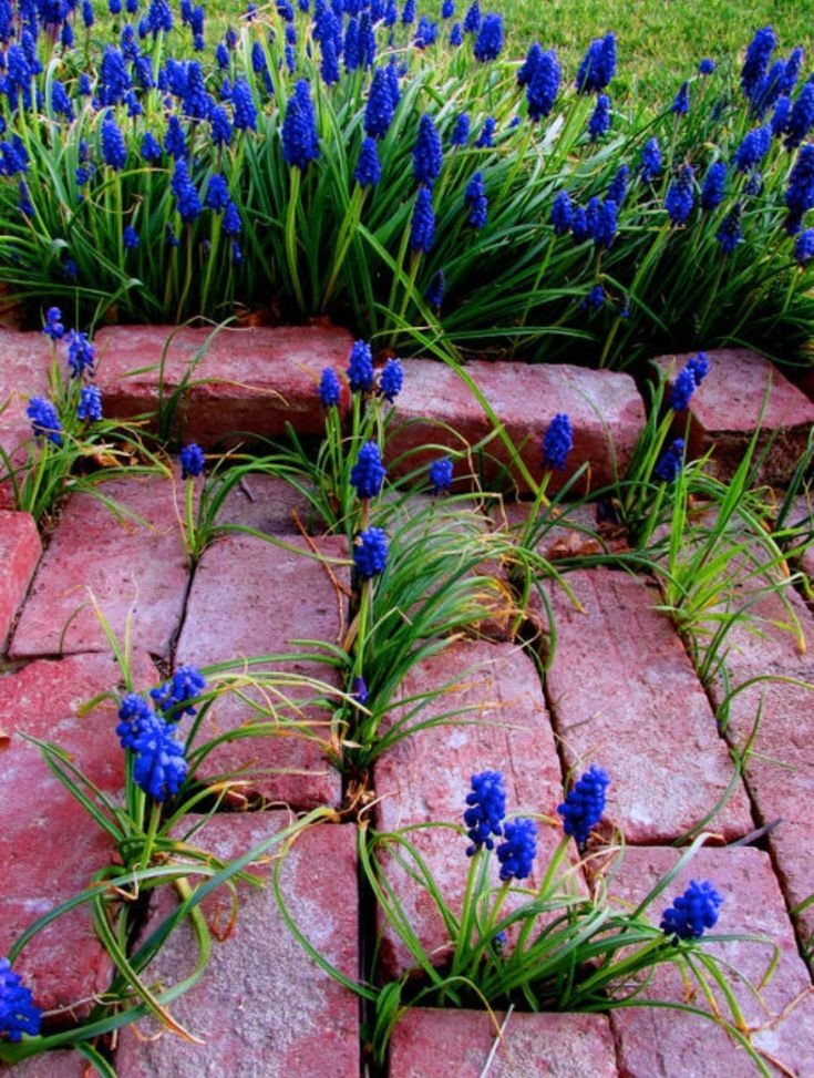 Untamedpath's tweet photo. "Nature finds a way: Grape hyacinths bursting through the brick pathway, adding a splash of blue to the garden. #springblooms #grapehyacinth #naturewins #gardenpath" https://t.co/yXN1Bdu9cW