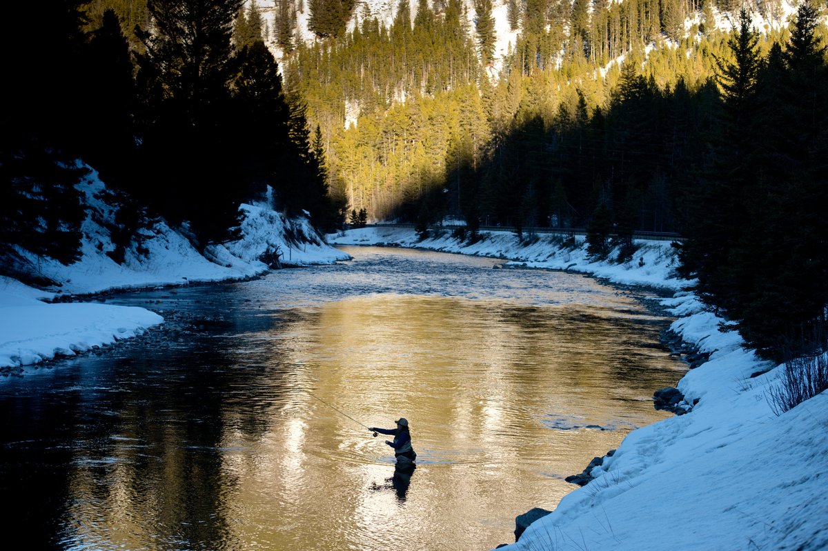 Without management, wild &amp; native trout populations are at risk. Read our board member Todd L. Shaw's article calling for the development of a sustainable fisheries plan for the Gallatin &amp; other trout rivers in southwest Montana 🐟 bozemandailychronicle.com/opinions/guest…