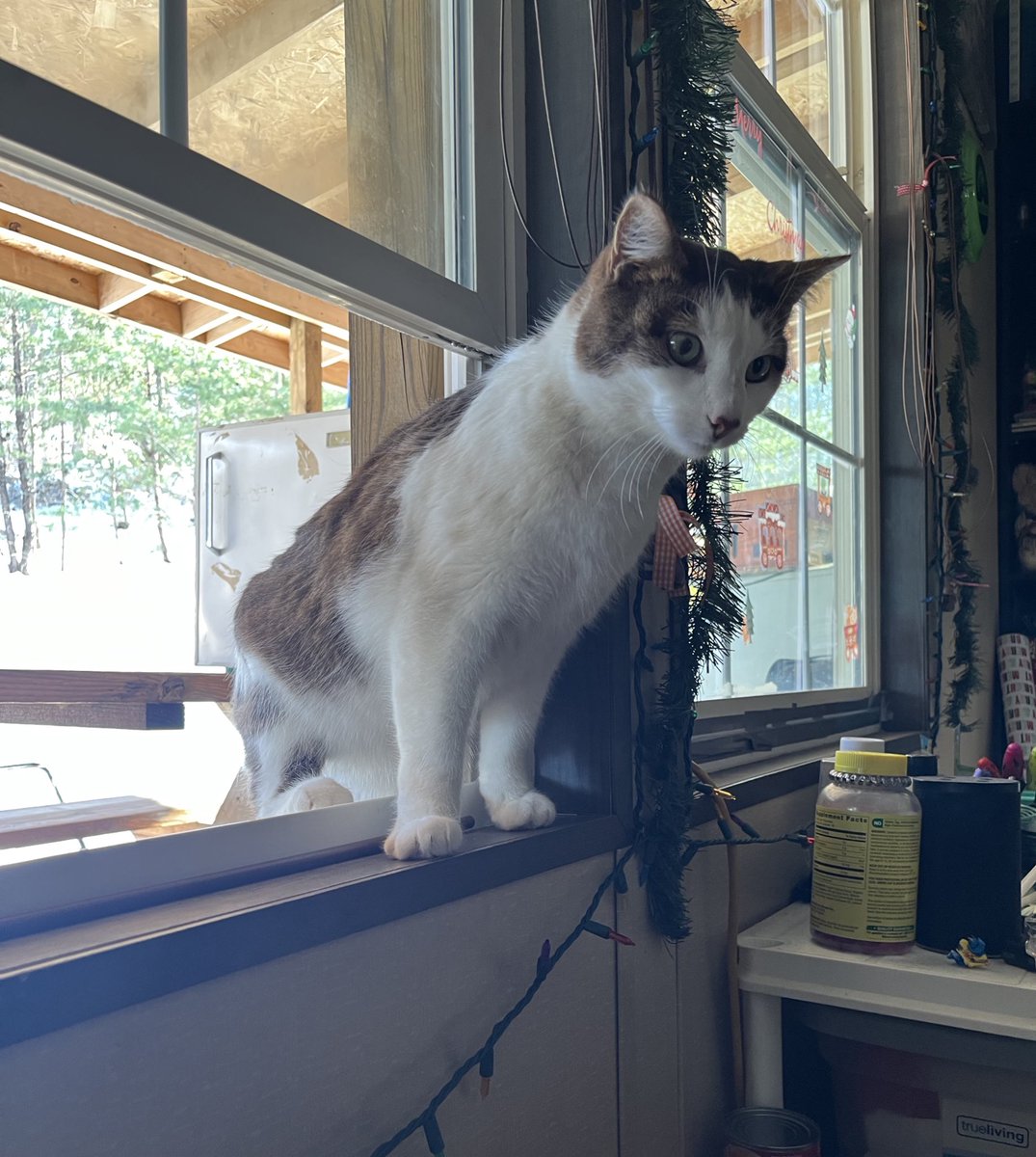 I suppose i let him in