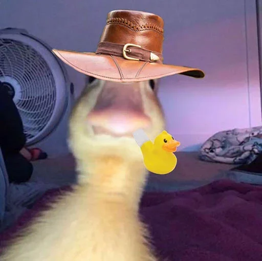 smaltryk's tweet photo. @CryptoThro next is some cool duck 
$harold https://t.co/grgtrZDyIW