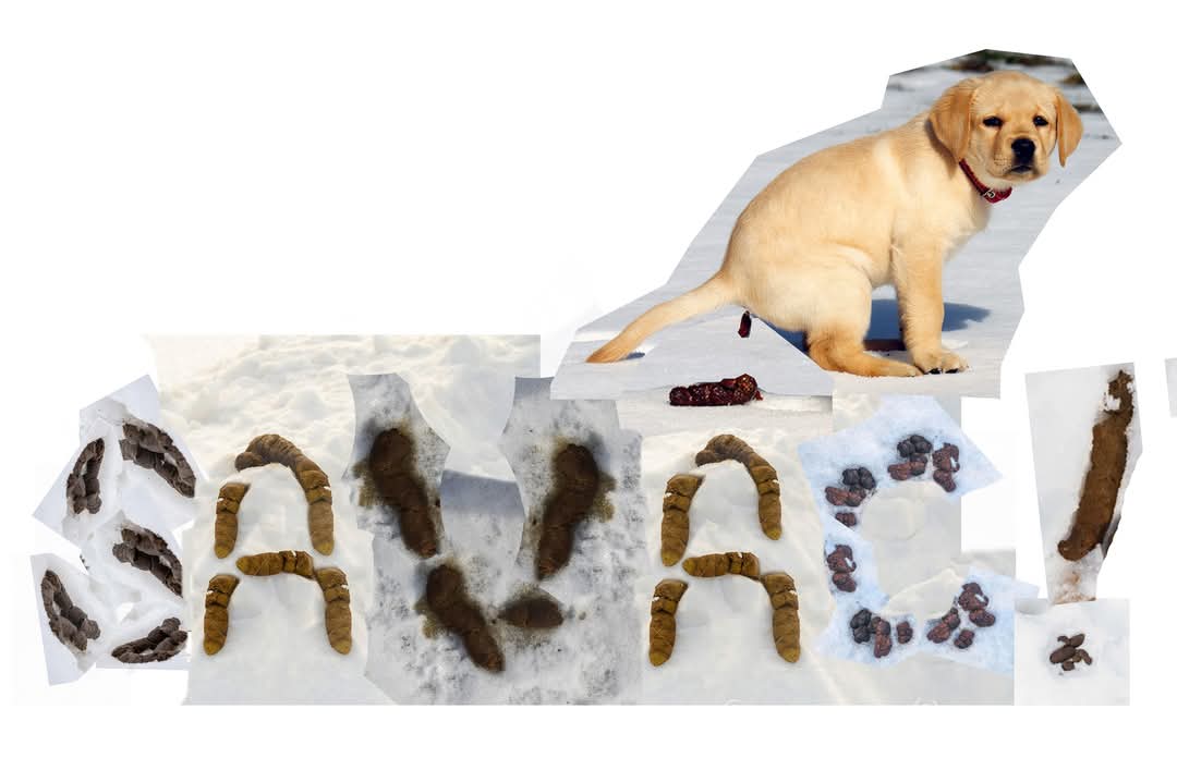 Zootēka tweet media