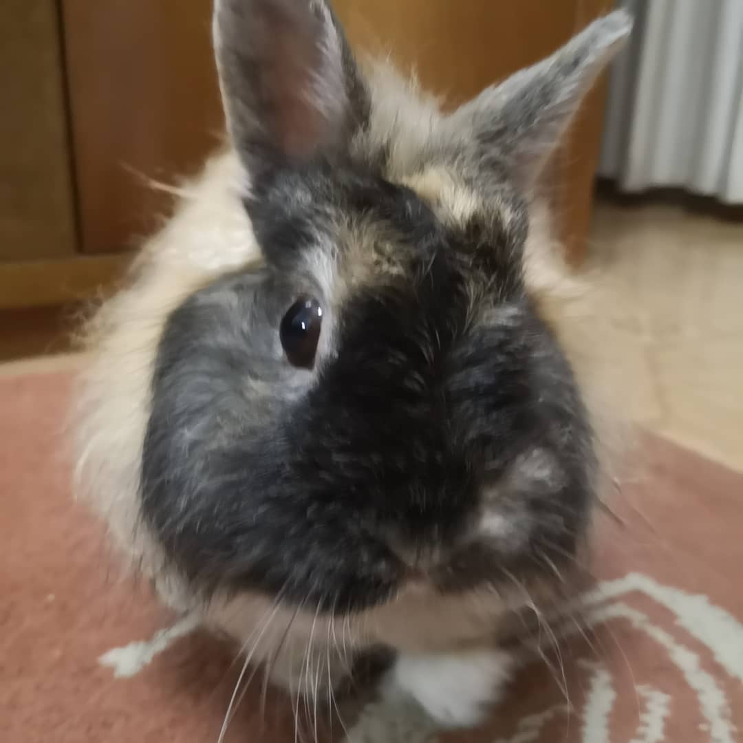 5 years without my little fluffy King Arthur ❤️🌈 everything started with him on here and he had so many lovely friends in the anipal community and Zombie Squad 🤗
#zshq <a href="/ZombieSquadHQ/">ZombieSquadHQ💖💚🧡💚🩵©</a>