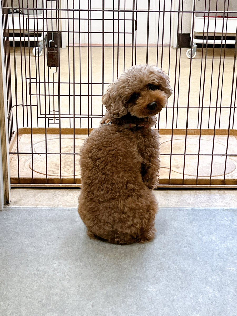 lovedog_mana's tweet photo. きょろ、きょろ…お座り❣️

ホテルに来てくれていたチョコちゃんです！看板猫とも仲良くしてくれる優しくて元気なチョコちゃん🥰

 #ドッグサロンmana https://t.co/MAdn6jaXhn