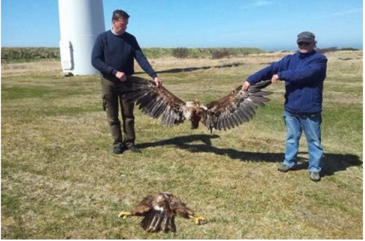 HolyRage2030's tweet photo. @catturd2 If these eagles were covered in oil….. would be front page news 😑 https://t.co/9zNRZBkEFs