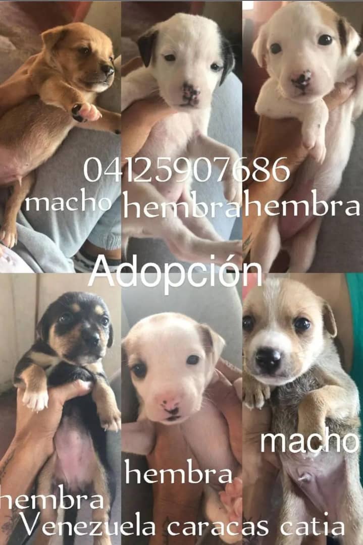 #Caracas
#Catia
Preciosos bebés perritos 
buscan hogar responsables
Favor difundir🙏🏻Gracias🇻🇪
❤️🐶❤️🐶❤️🐶❤️🐶❤️🐶
