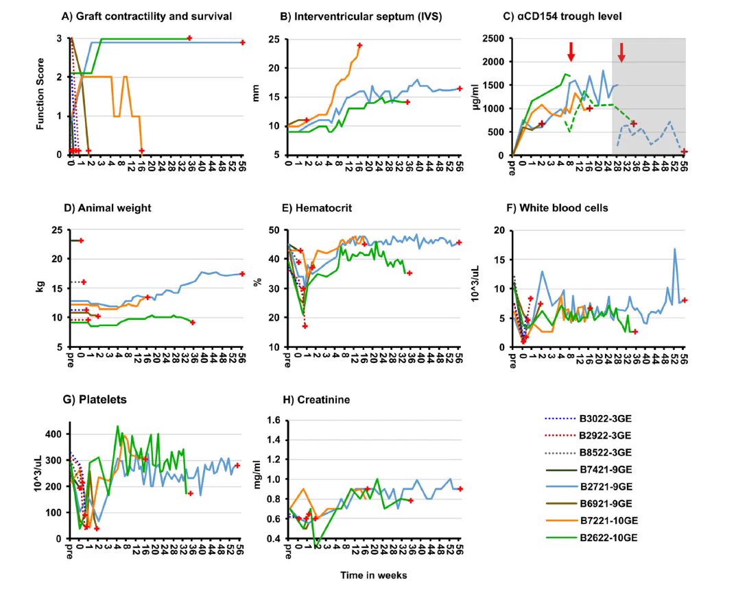 Xenograft survival, function, and hypertrophy + animal weight + aCD154. 