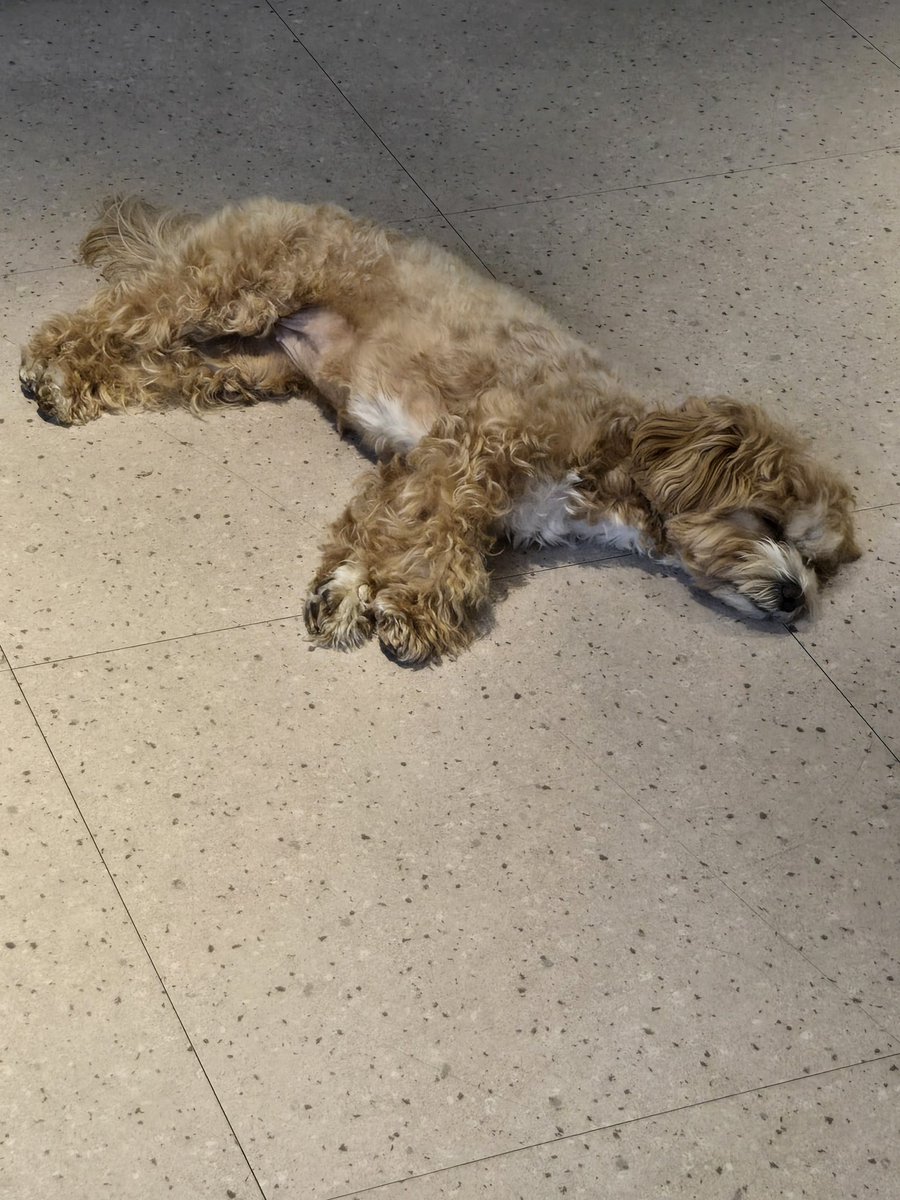 translatingTXT's tweet photo. [250116] weverse dm 🦊💬

🦊 i’m sorry, ddangkong (= peanut) you played with oppa with because i was more excited than you were, right?
🦊 sleep well…. https://t.co/Kg8J4iO2M7