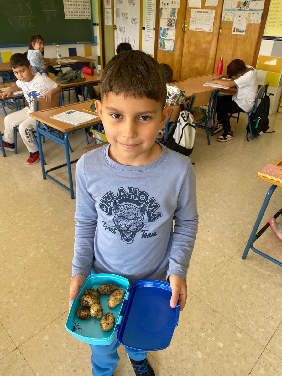 ceipbenito's tweet image. Nuestro Huerto Revuelto, da sus primeros frutos de temporada. El alumnado de 6° ha recogido patatas que ha repartido  al resto de compañer@s del cole. #ProgramaCima # @programaaldea @ProInnoAnd @malaga