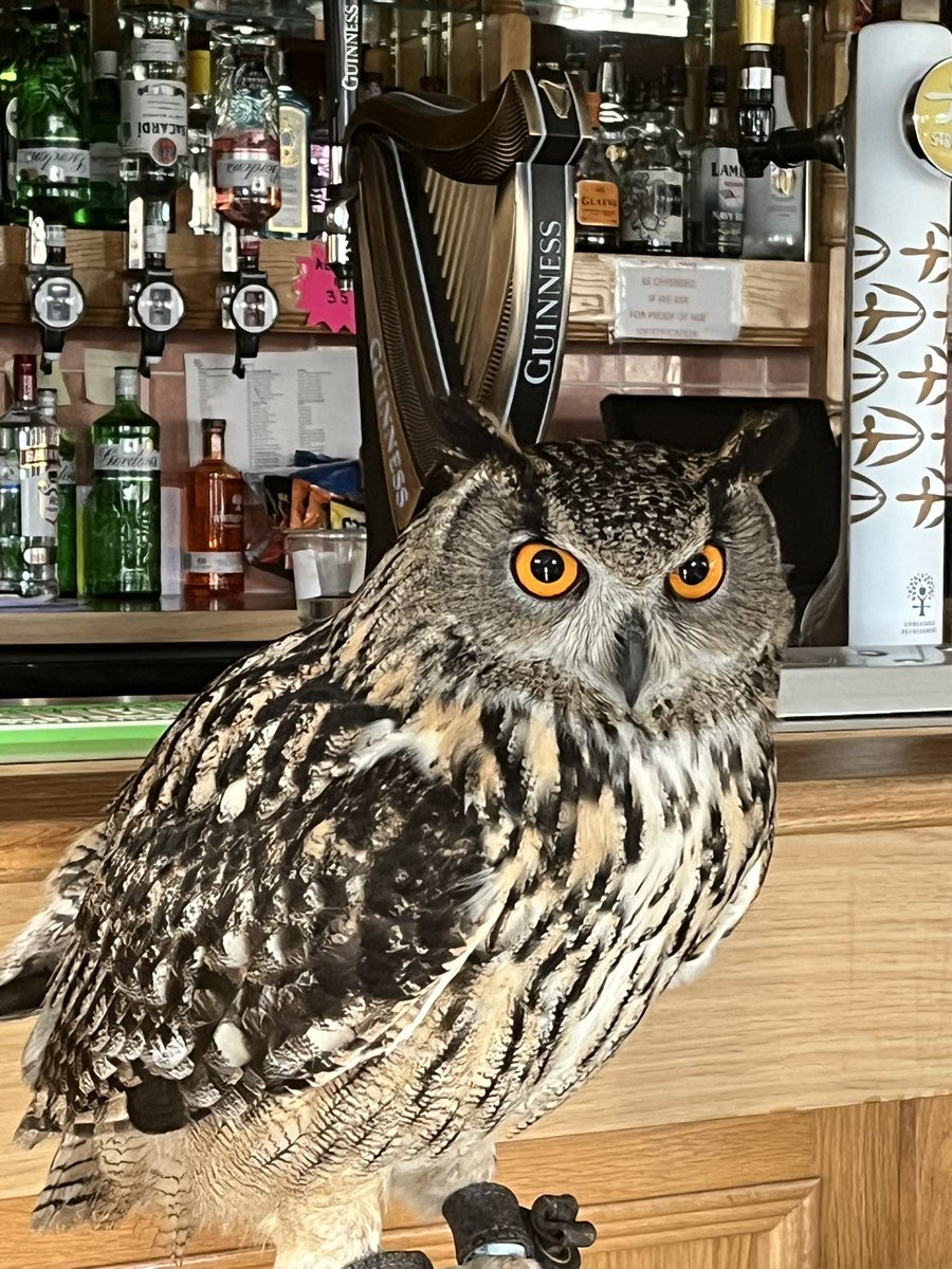 A strange visitor today seeking a pint of Guinness.