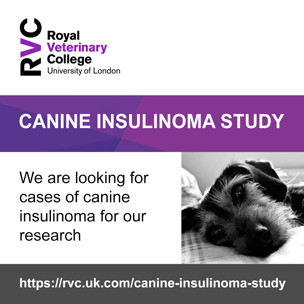 🐕 If your dog has canine insulinoma, you may be able to help with our research comparing corticosteroids/surgery vs. corticosteroids/surgery plus toceranib phosphate. 

➡️ Read more about our research and sign up to the study: rvc.uk.com/canine-insulin…
